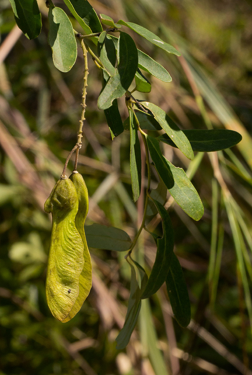 Securidaca longepedunculata Securidaca longepedunculata