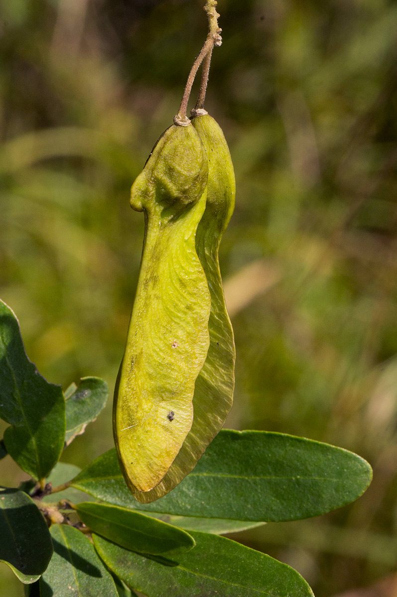 Securidaca longepedunculata