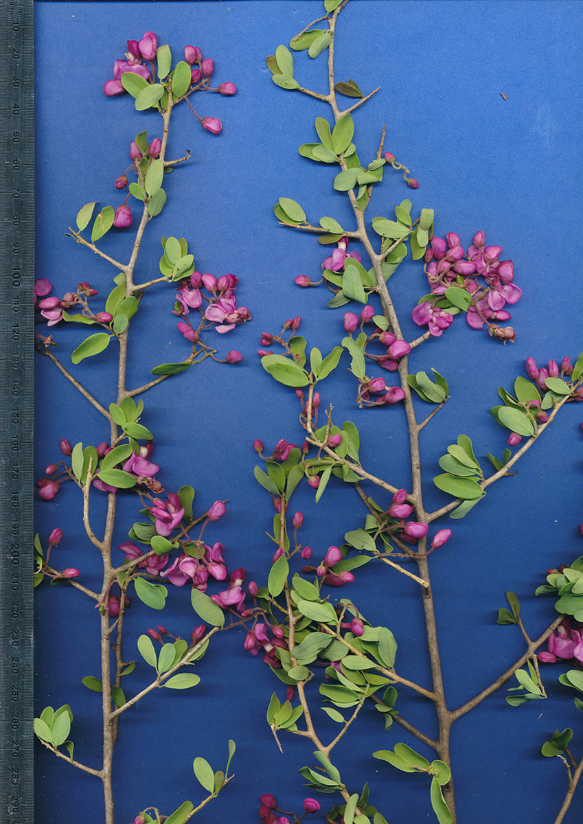 Securidaca longepedunculata Securidaca longepedunculata