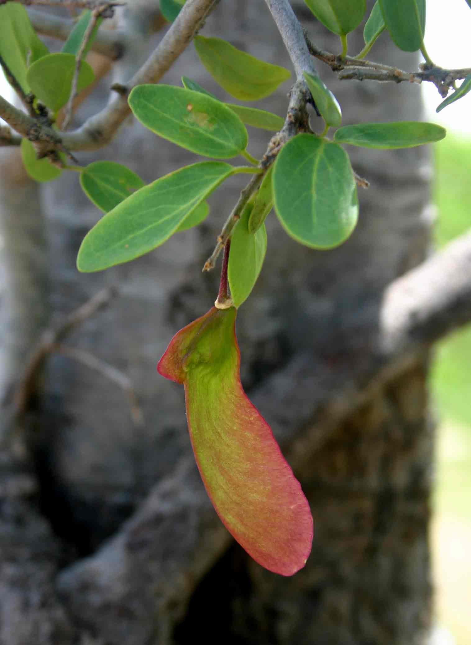 Securidaca longepedunculata Securidaca longepedunculata