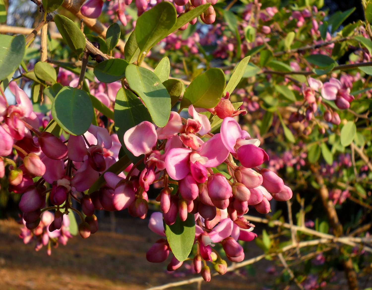 Securidaca longepedunculata