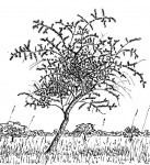 Securidaca longepedunculata