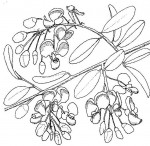 Securidaca longepedunculata