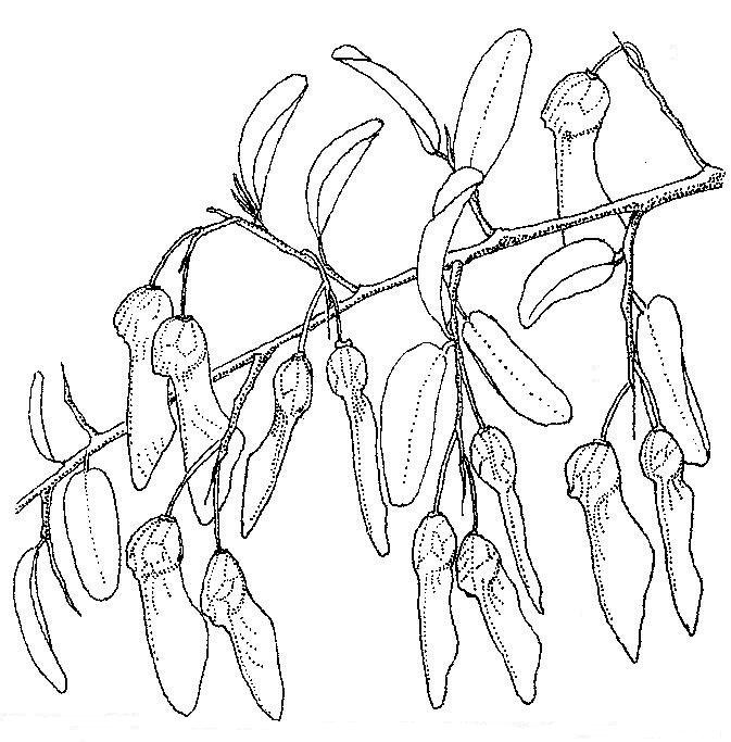 Securidaca longepedunculata Securidaca longepedunculata