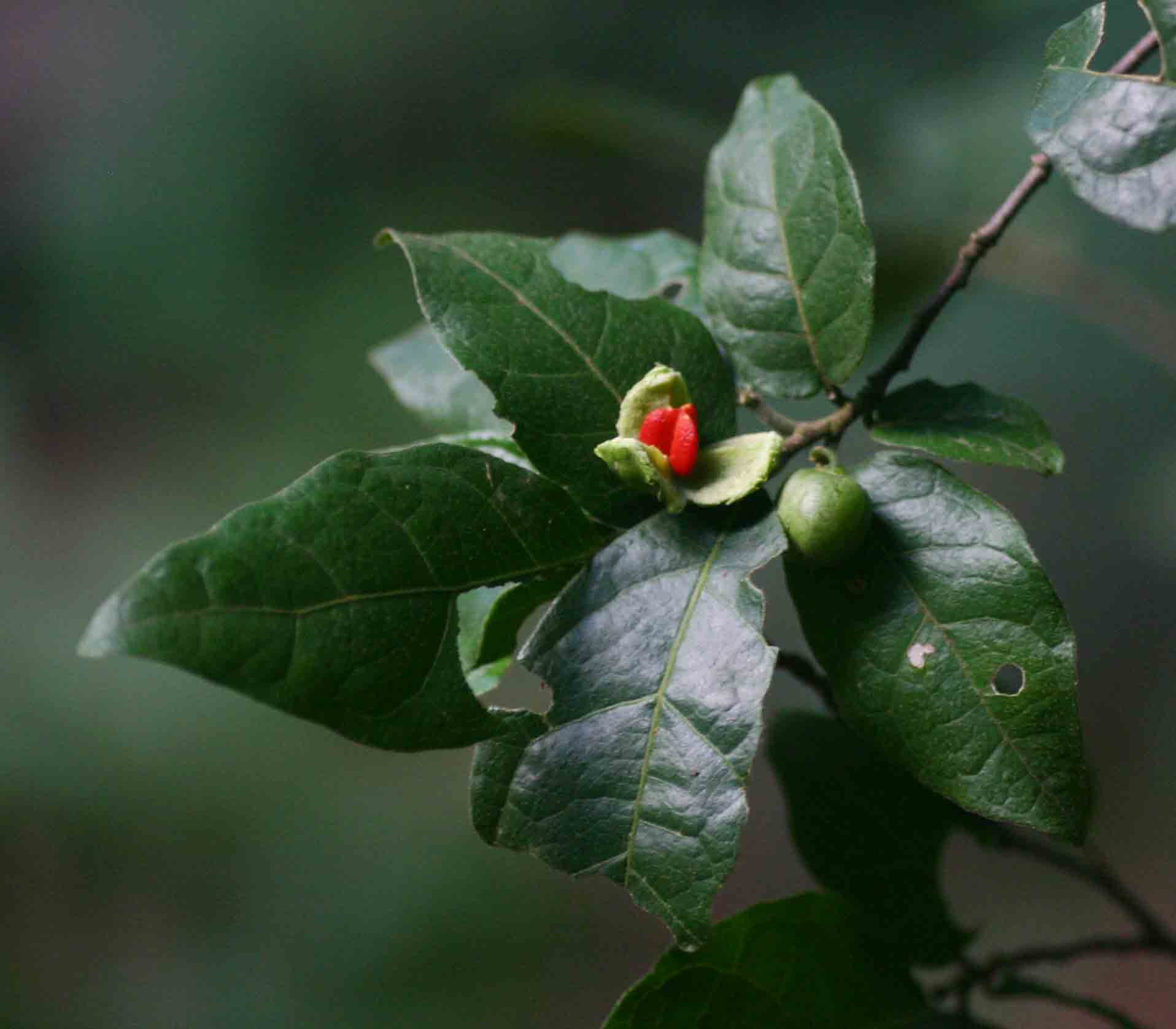 Tapura fischeri var. pubescens Tapura fischeri var. pubescens