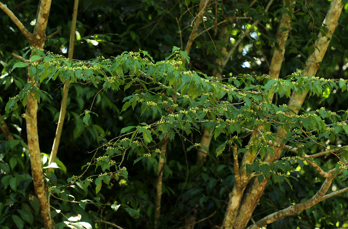 Tapura fischeri var. pubescens Tapura fischeri var. pubescens