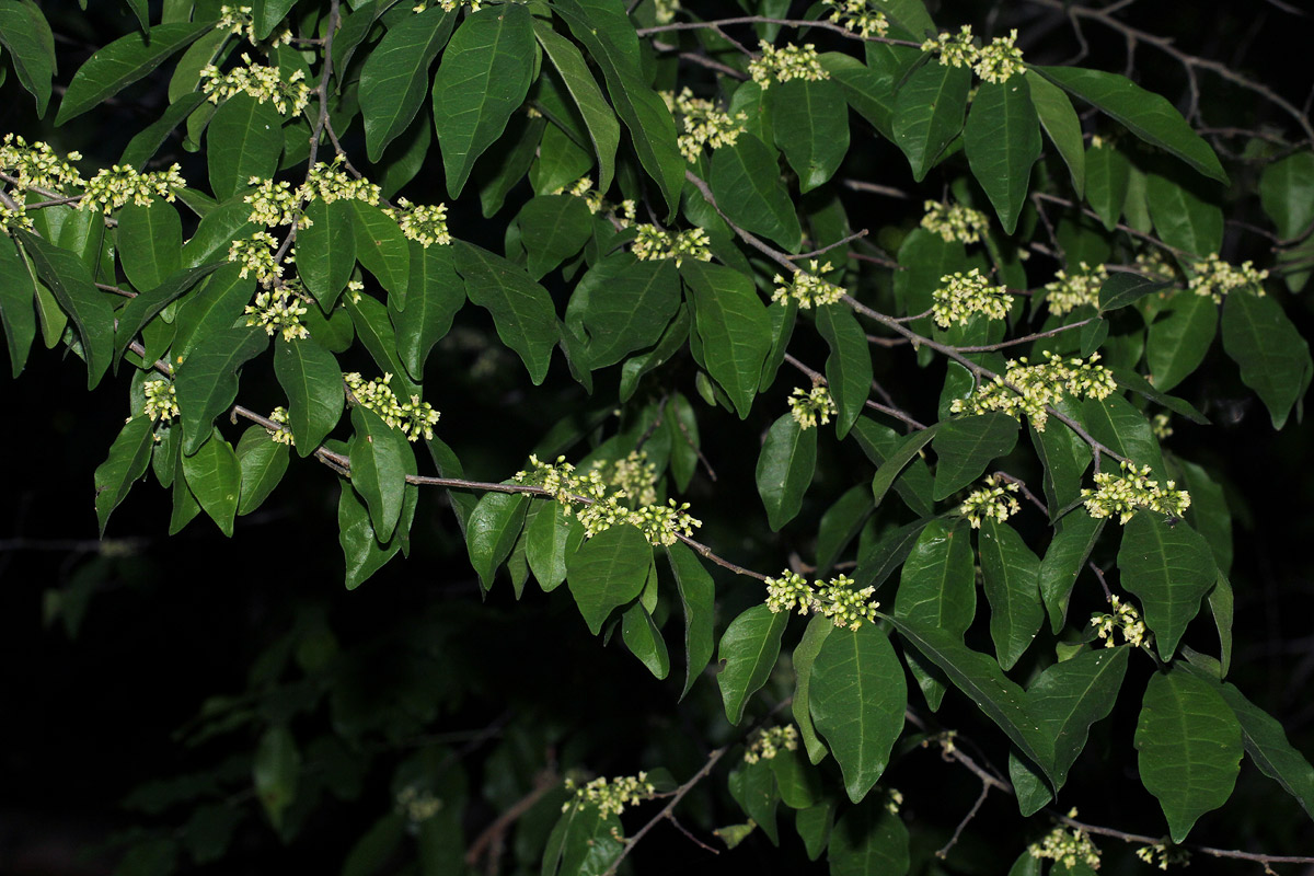 Tapura fischeri var. pubescens Tapura fischeri var. pubescens