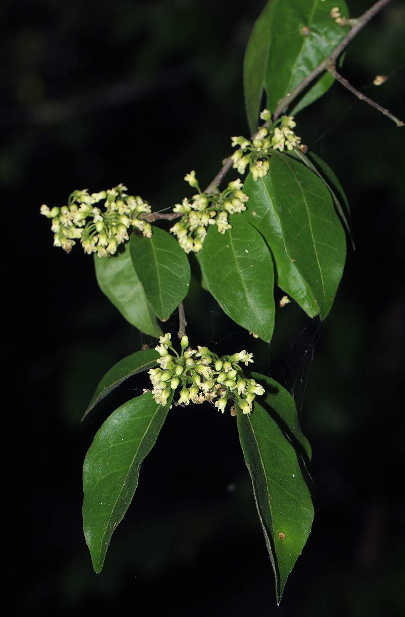 Tapura fischeri var. pubescens Tapura fischeri var. pubescens