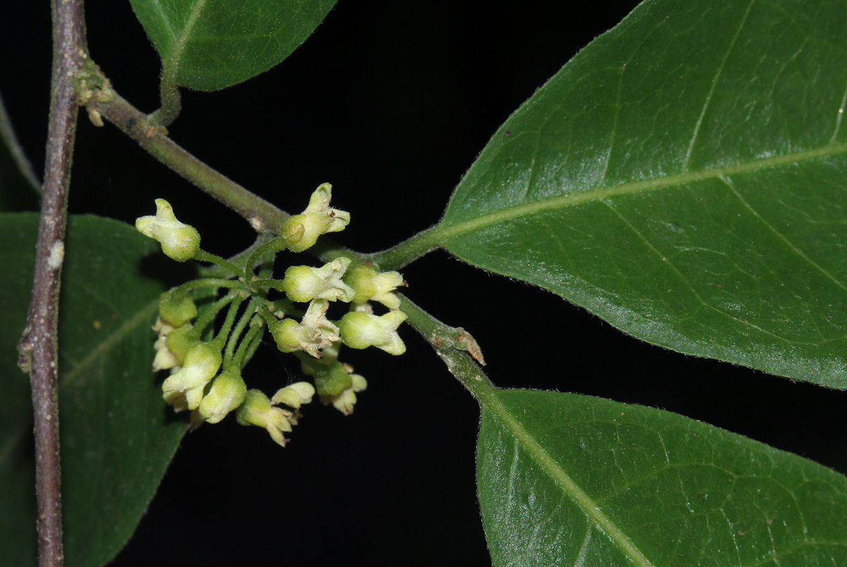 Tapura fischeri var. pubescens Tapura fischeri var. pubescens