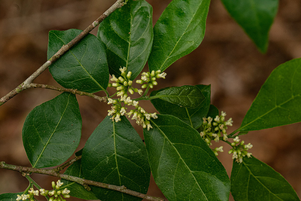 Tapura fischeri var. pubescens Tapura fischeri var. pubescens