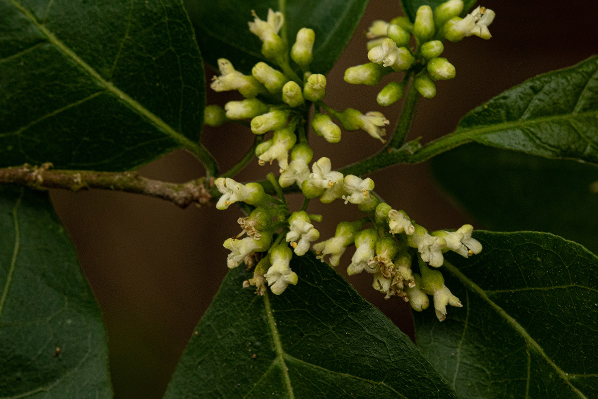 Tapura fischeri var. pubescens Tapura fischeri var. pubescens