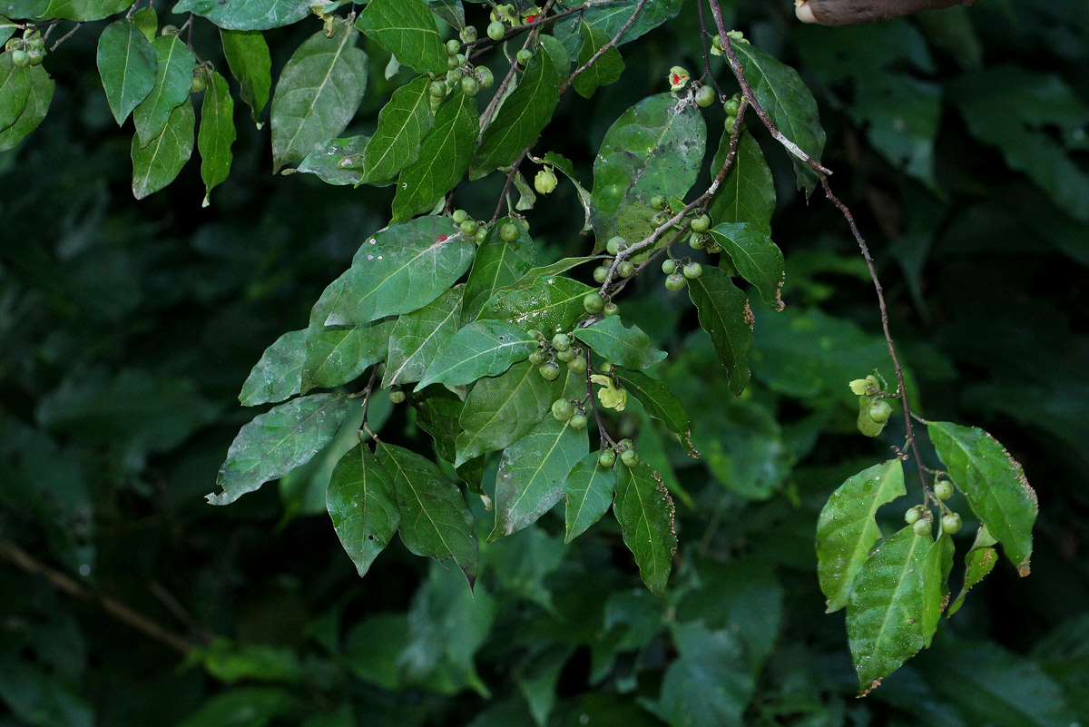 Tapura fischeri var. pubescens Tapura fischeri var. pubescens