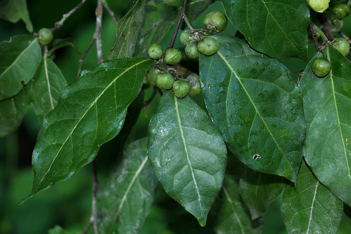 Tapura fischeri var. pubescens Tapura fischeri var. pubescens