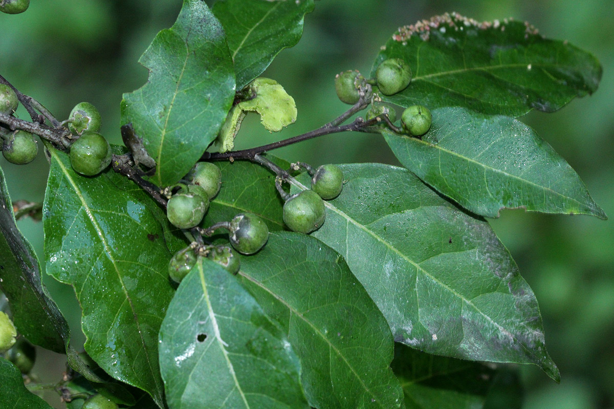 Tapura fischeri var. pubescens Tapura fischeri var. pubescens