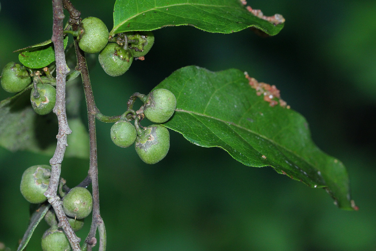 Tapura fischeri var. pubescens Tapura fischeri var. pubescens