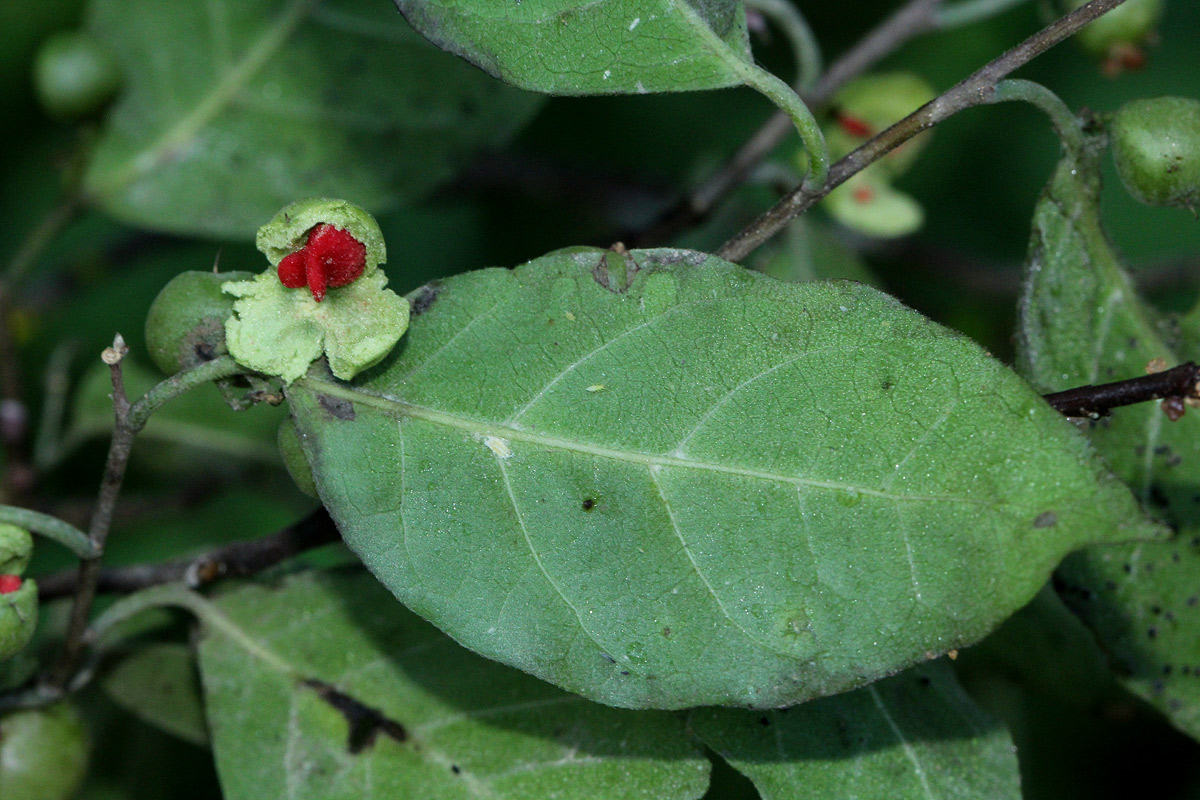 Tapura fischeri var. pubescens Tapura fischeri var. pubescens