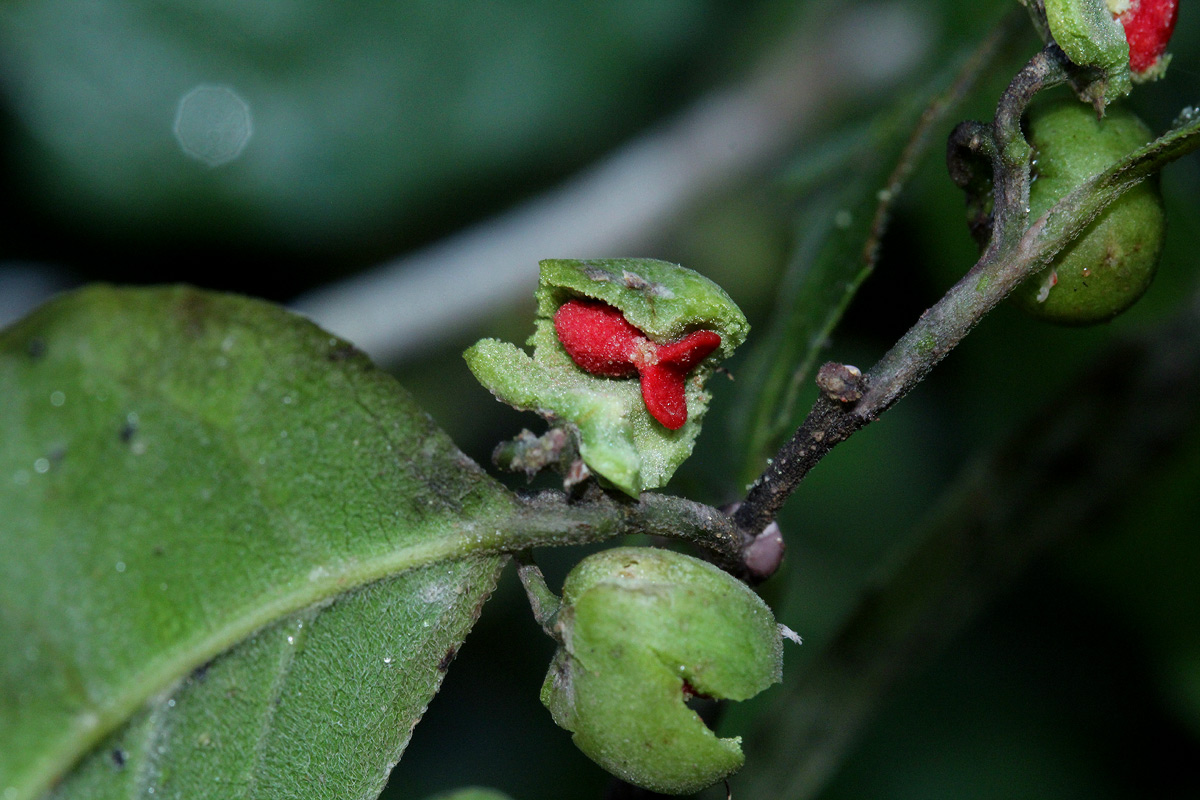 Tapura fischeri var. pubescens Tapura fischeri var. pubescens