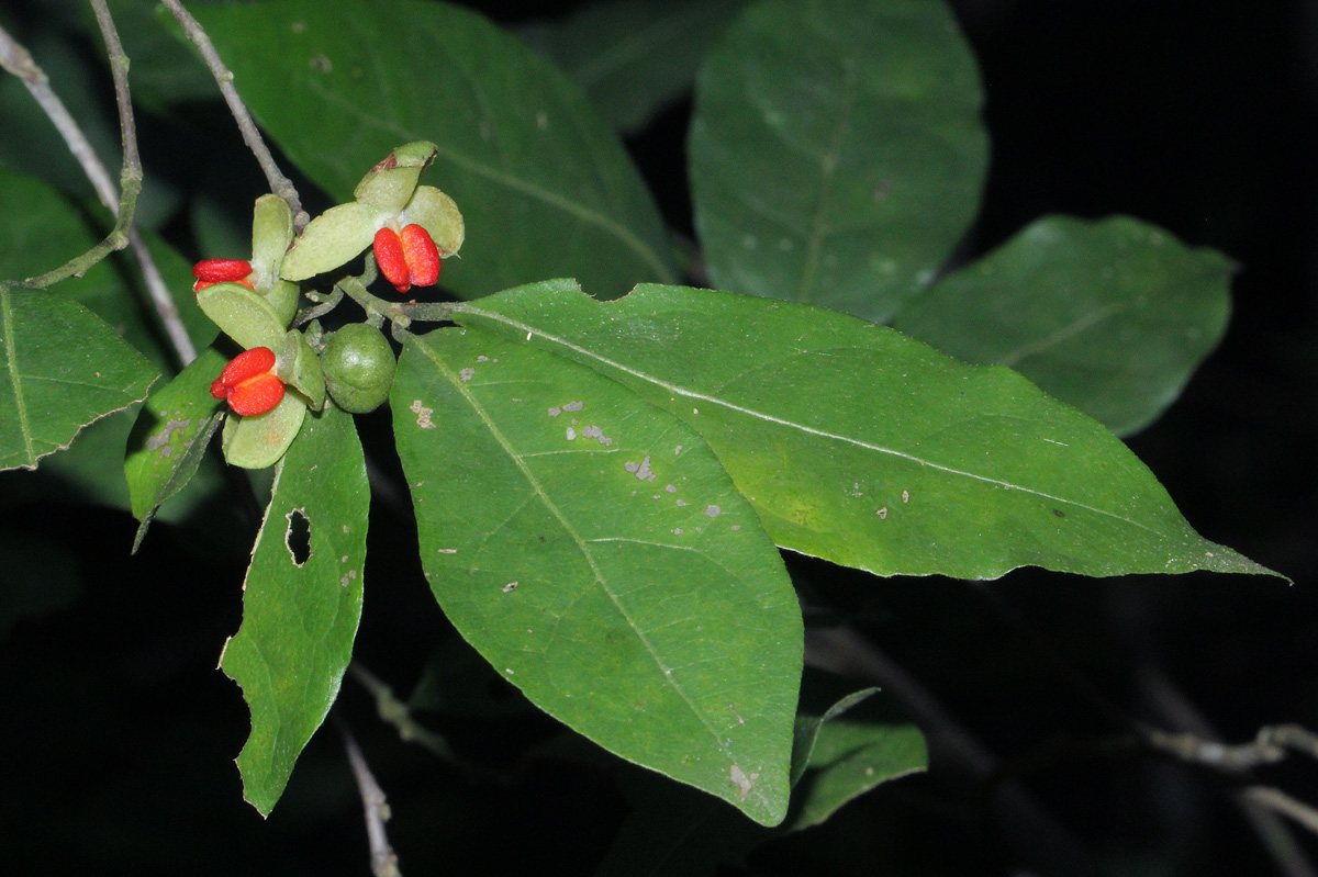 Tapura fischeri var. pubescens Tapura fischeri var. pubescens