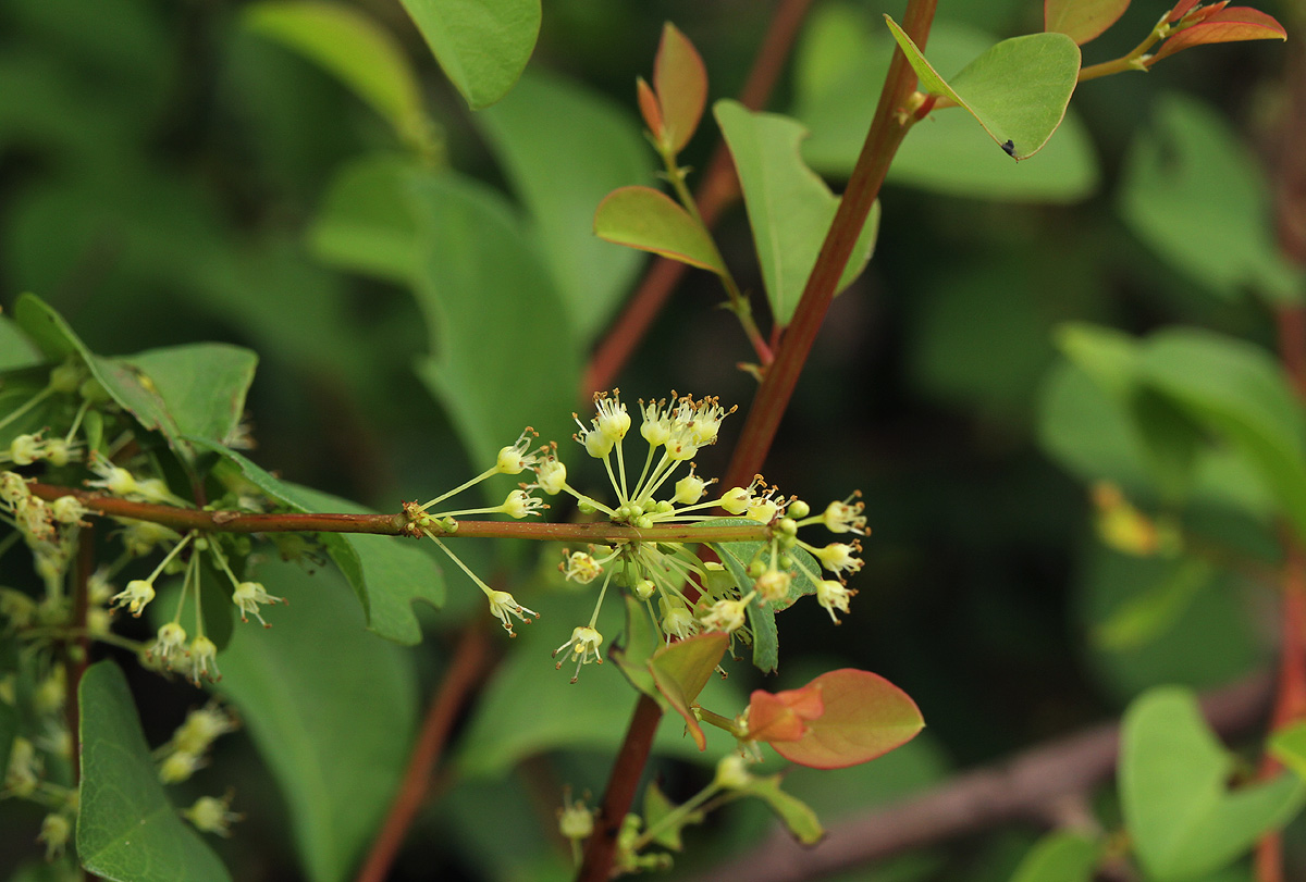 Flueggea virosa subsp. virosa