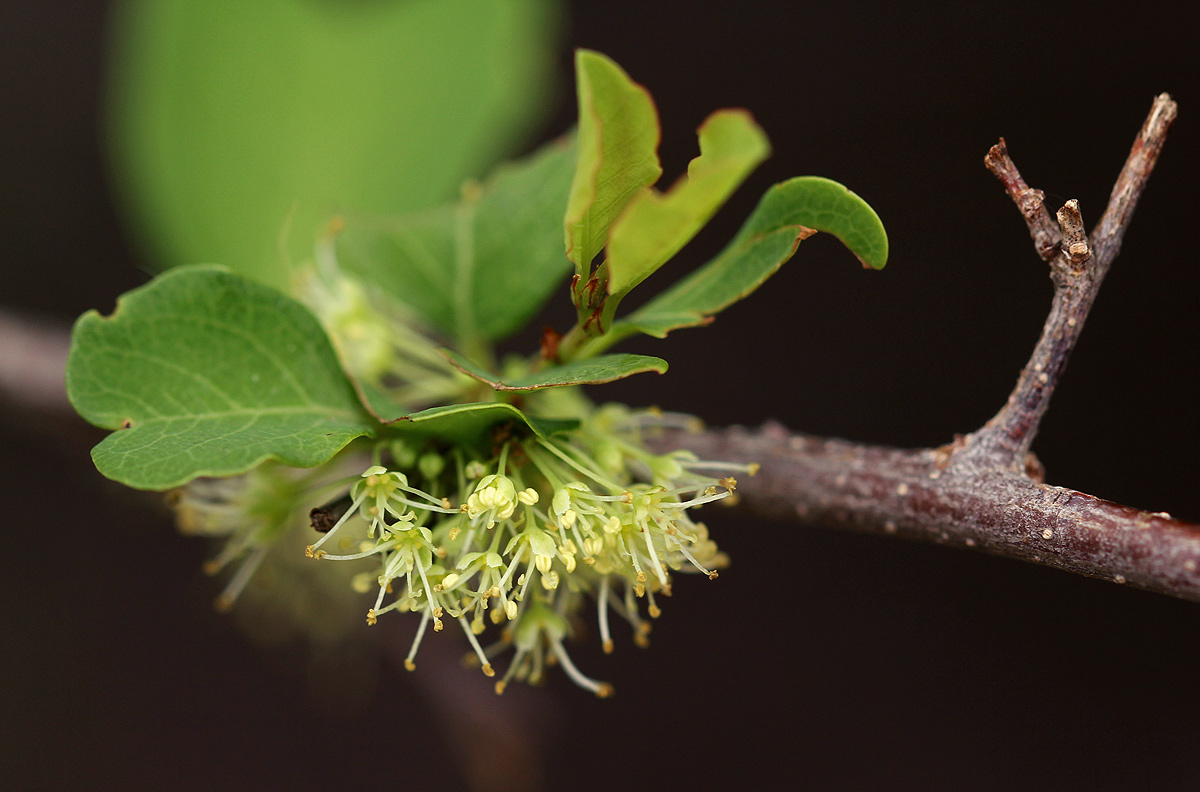 Flueggea virosa subsp. virosa Flueggea virosa subsp. virosa