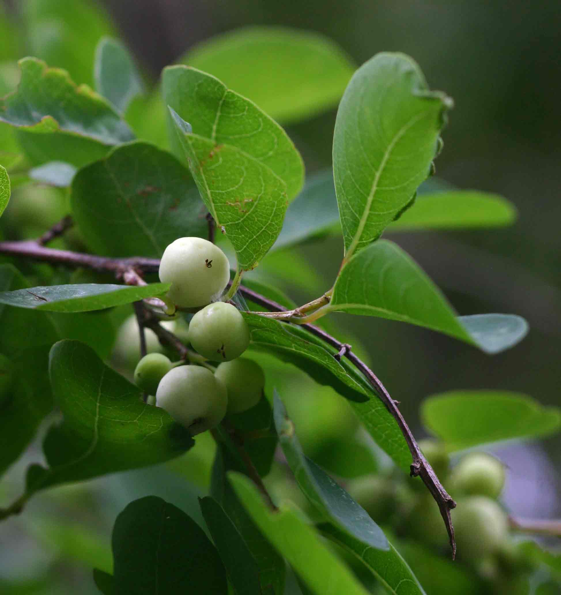 Flueggea virosa subsp. virosa Flueggea virosa subsp. virosa