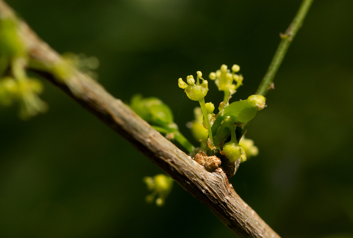 Flueggea virosa subsp. virosa