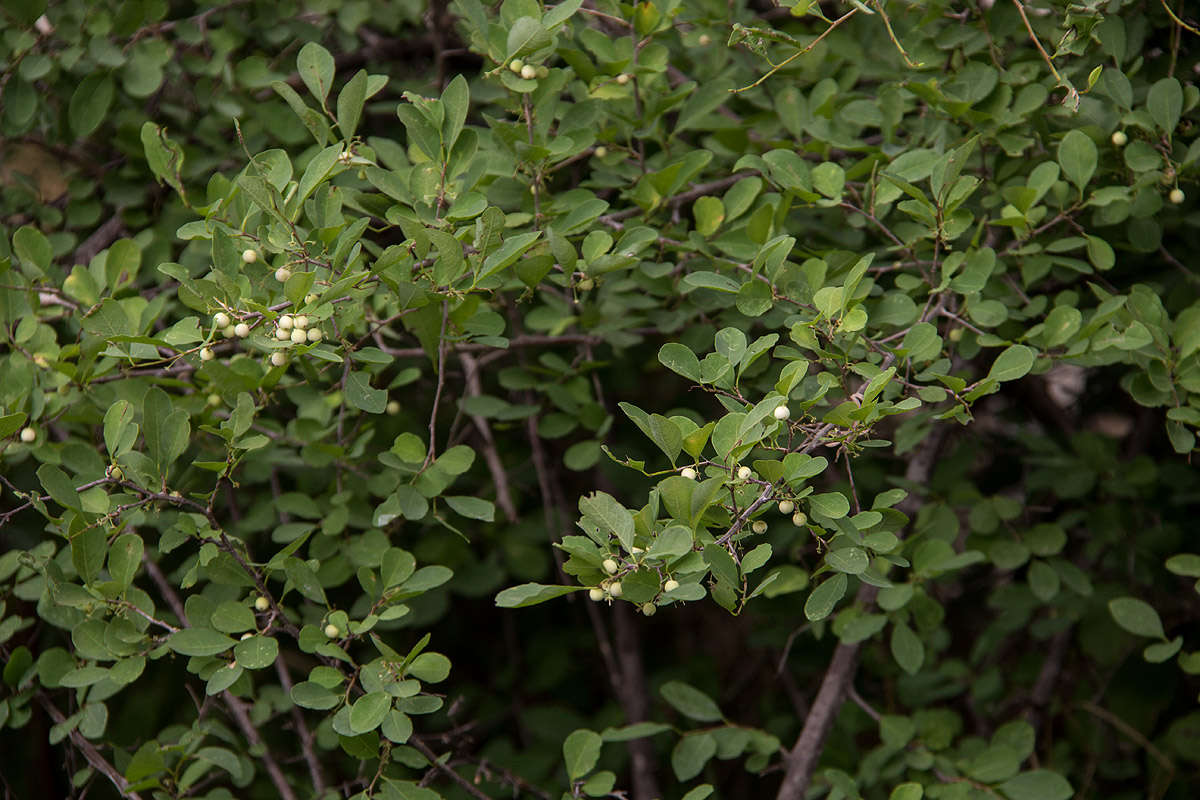 Flueggea virosa subsp. virosa