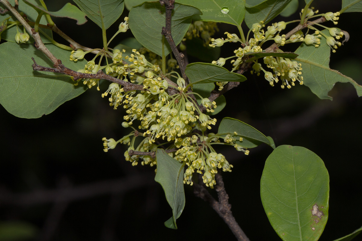 Flueggea virosa subsp. virosa Flueggea virosa subsp. virosa