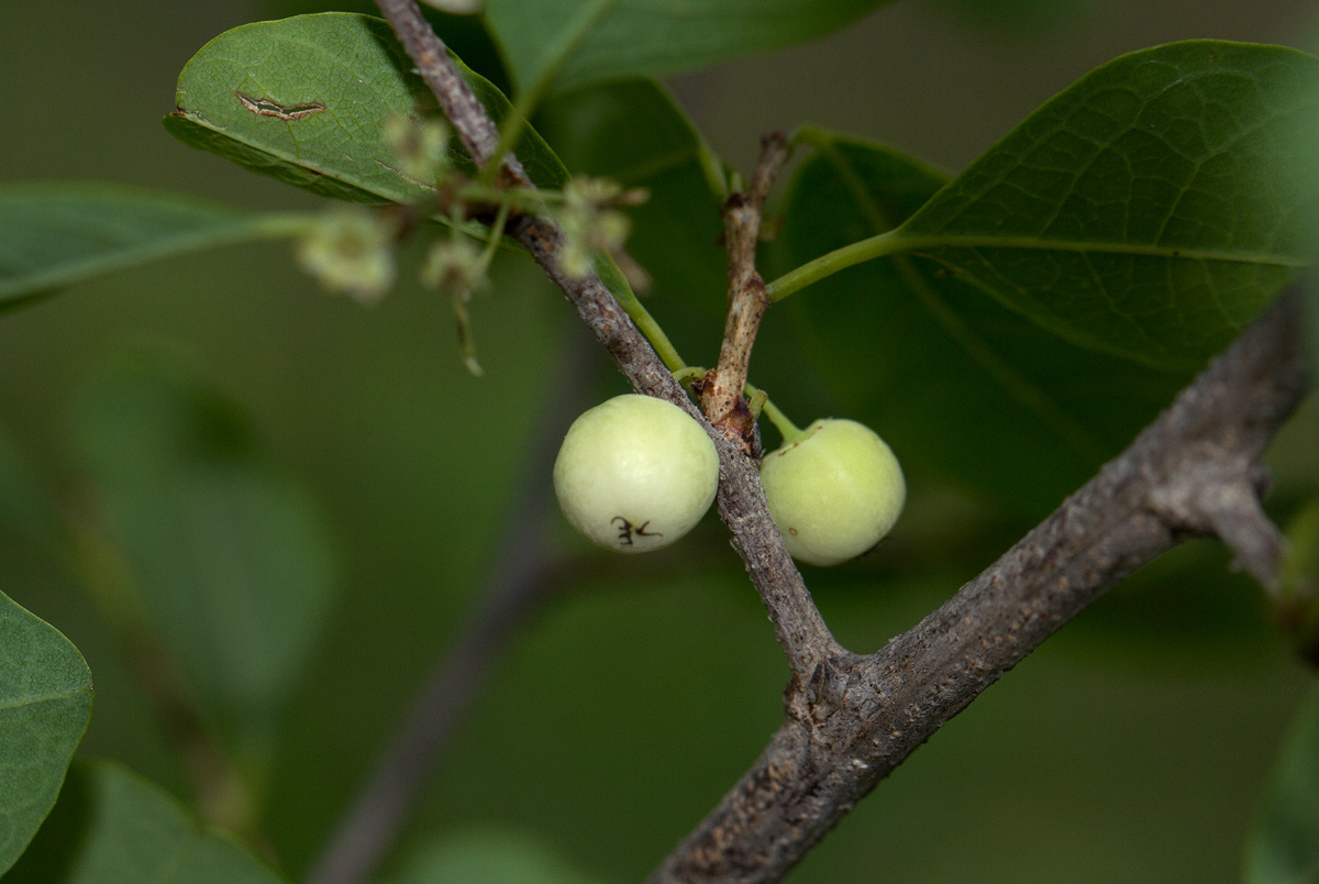 Flueggea virosa subsp. virosa