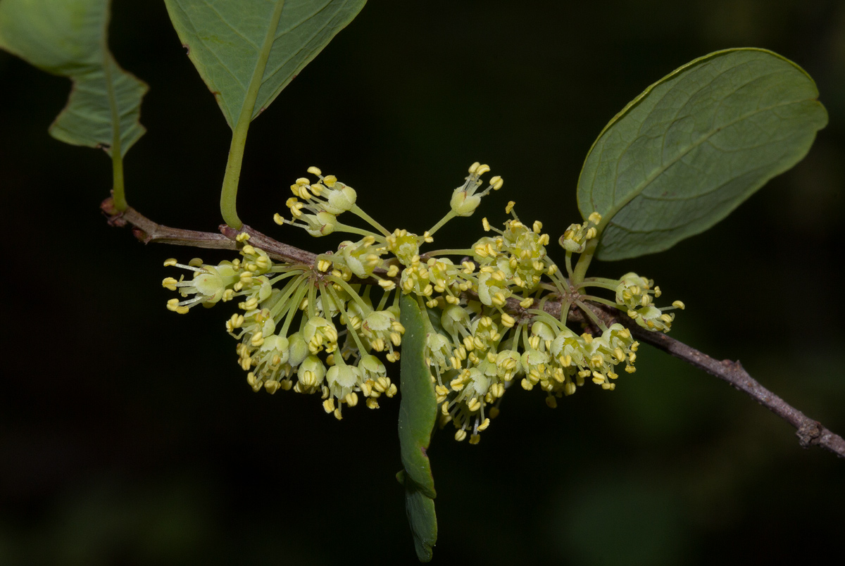 Flueggea virosa subsp. virosa Flueggea virosa subsp. virosa