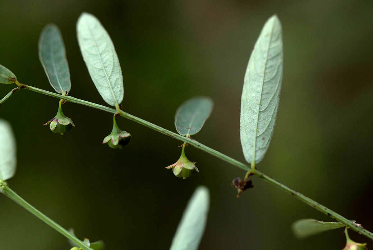 Phyllanthus maderaspatensis