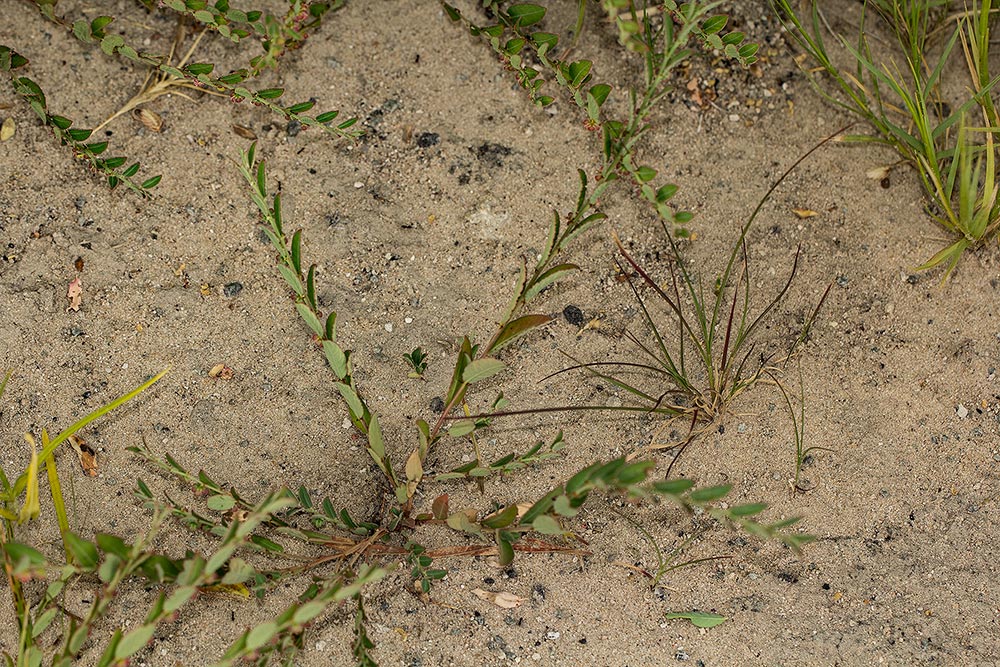 Phyllanthus maderaspatensis Phyllanthus maderaspatensis