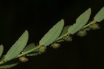 Phyllanthus maderaspatensis