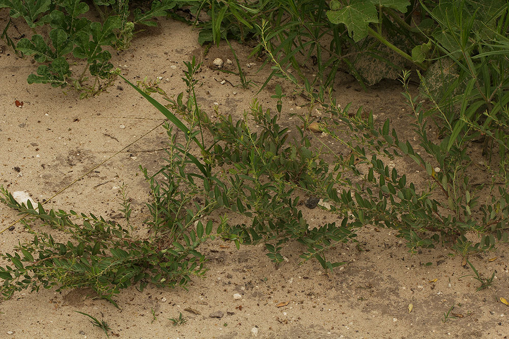 Phyllanthus maderaspatensis Phyllanthus maderaspatensis