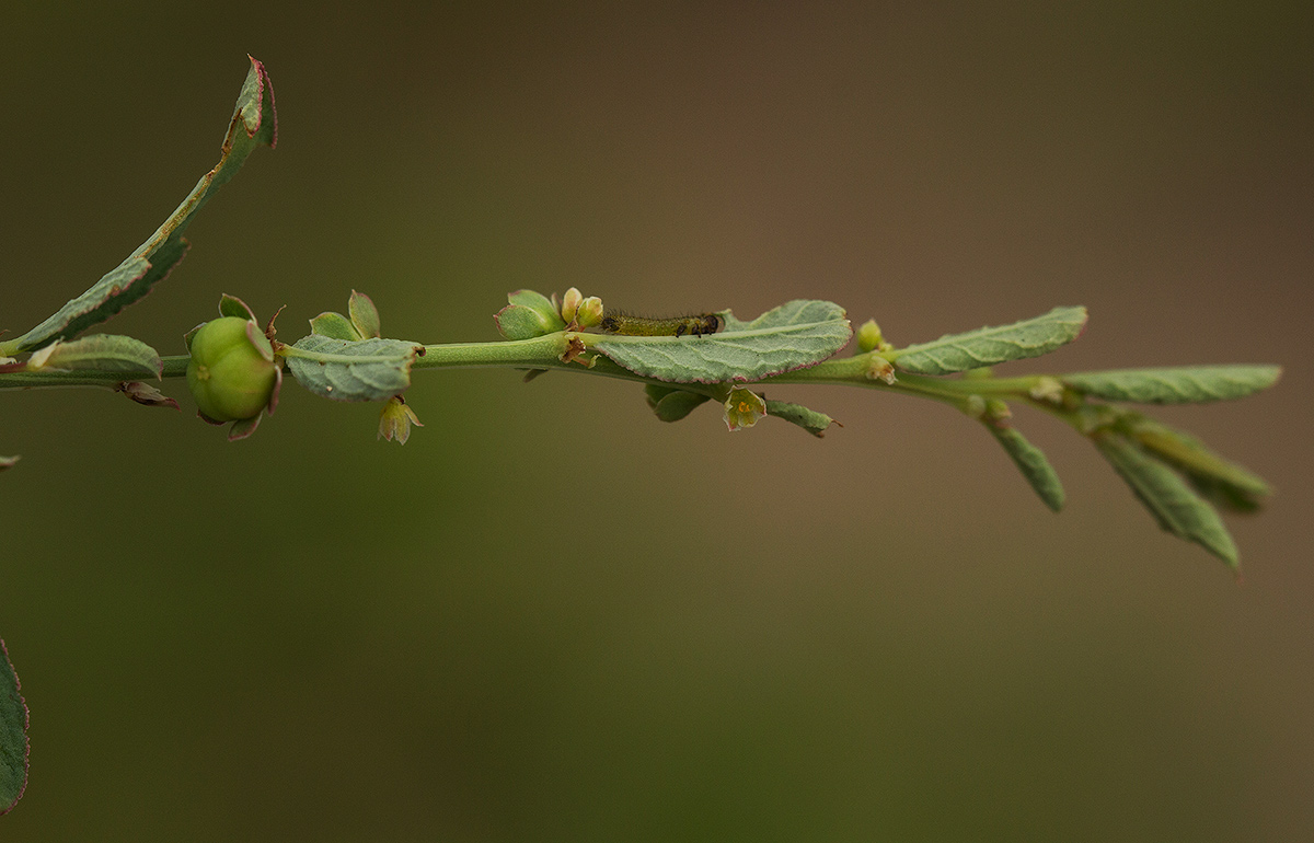 Phyllanthus maderaspatensis Phyllanthus maderaspatensis