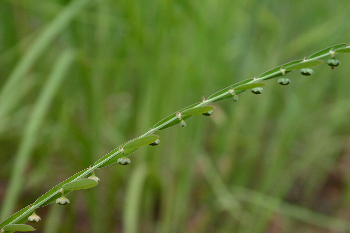 Phyllanthus maderaspatensis