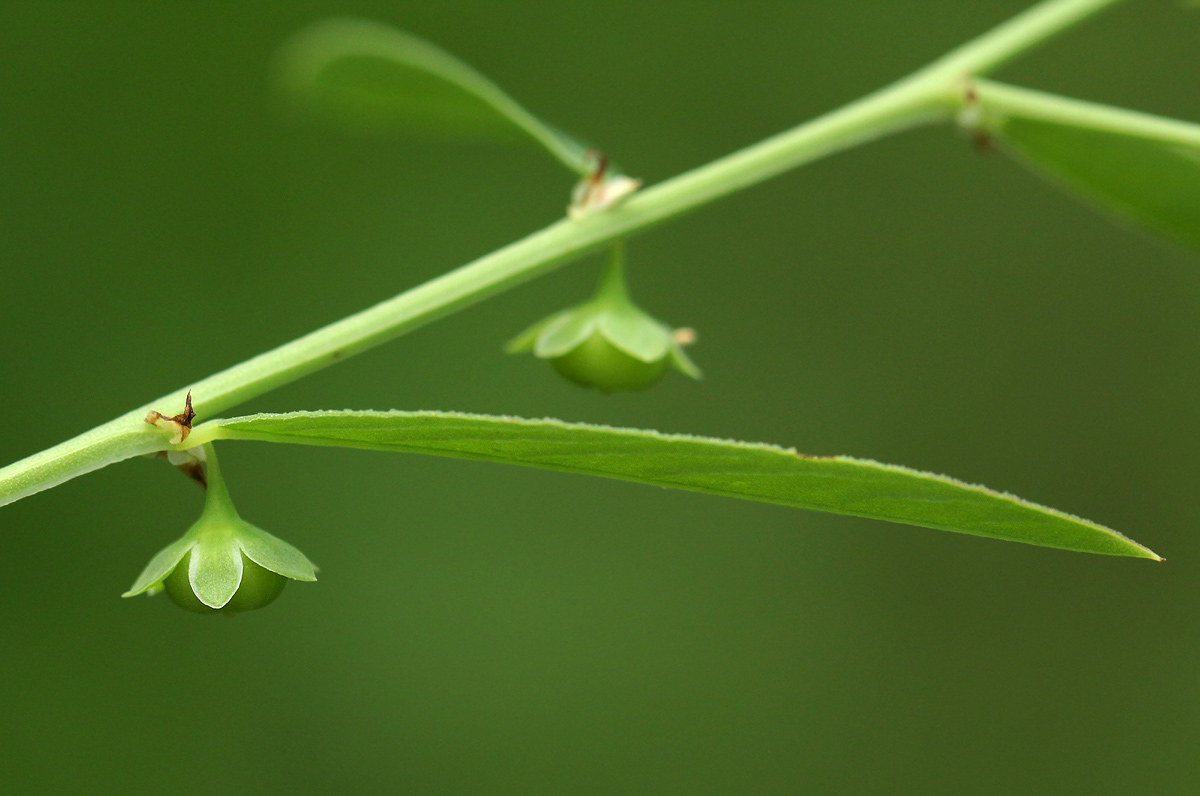 Phyllanthus maderaspatensis