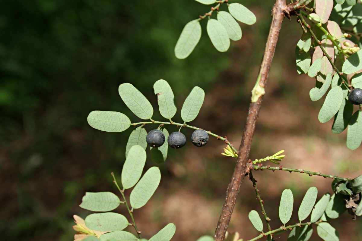 Phyllanthus ovalifolius
