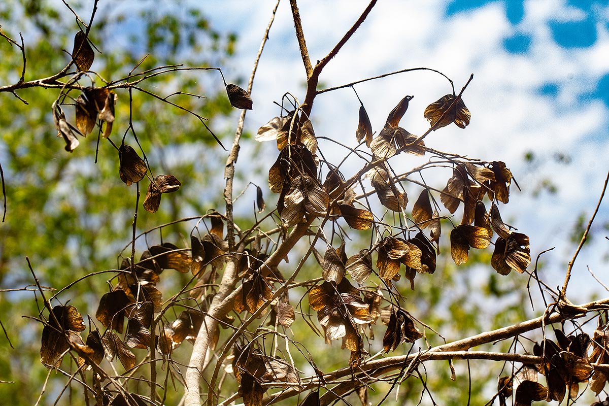 Hymenocardia acida Hymenocardia acida