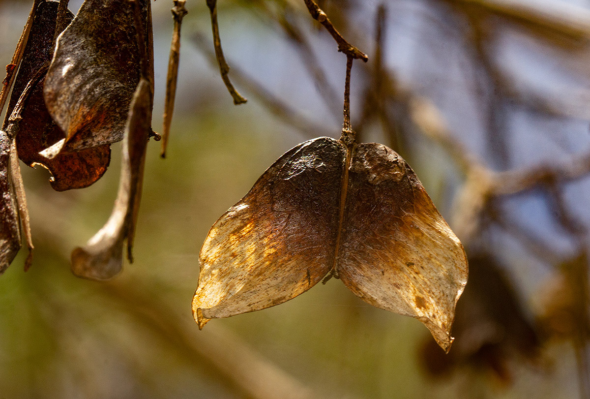 Hymenocardia acida Hymenocardia acida