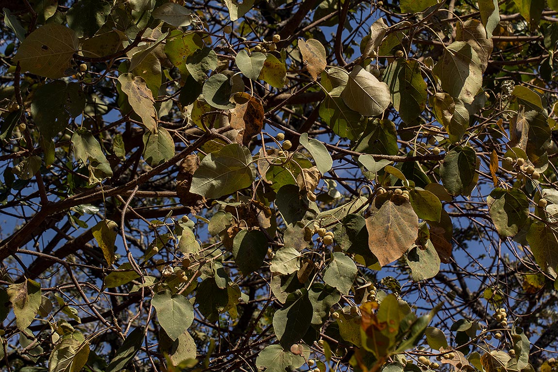 Croton macrostachyus