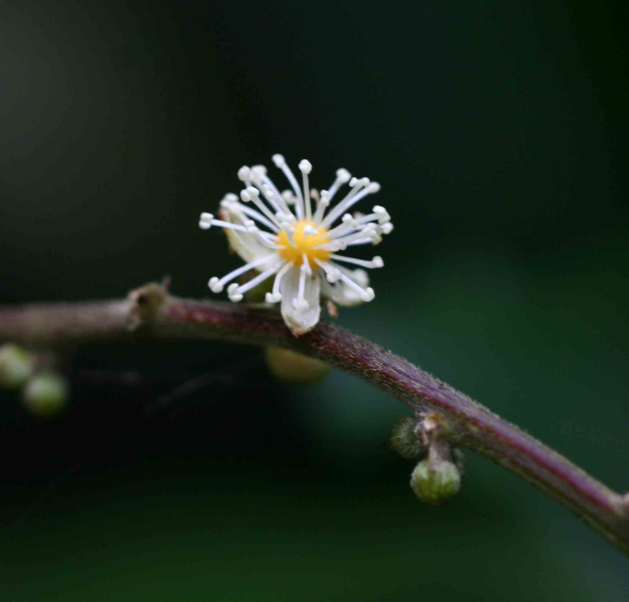 Argomuellera macrophylla