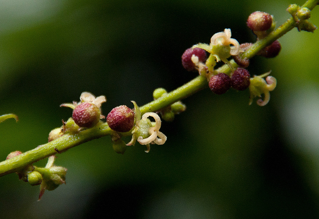 Argomuellera macrophylla
