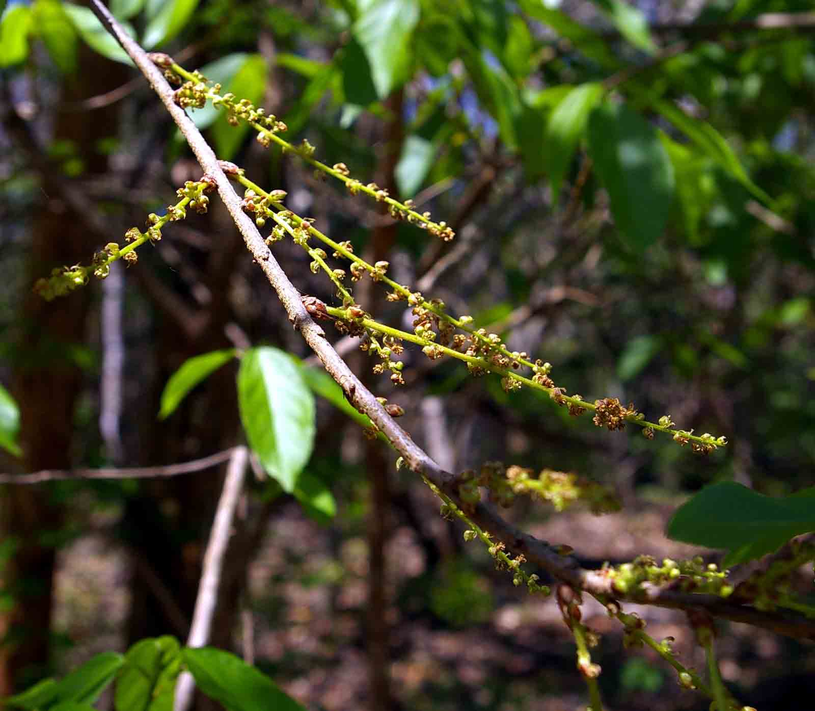 Alchornea laxiflora