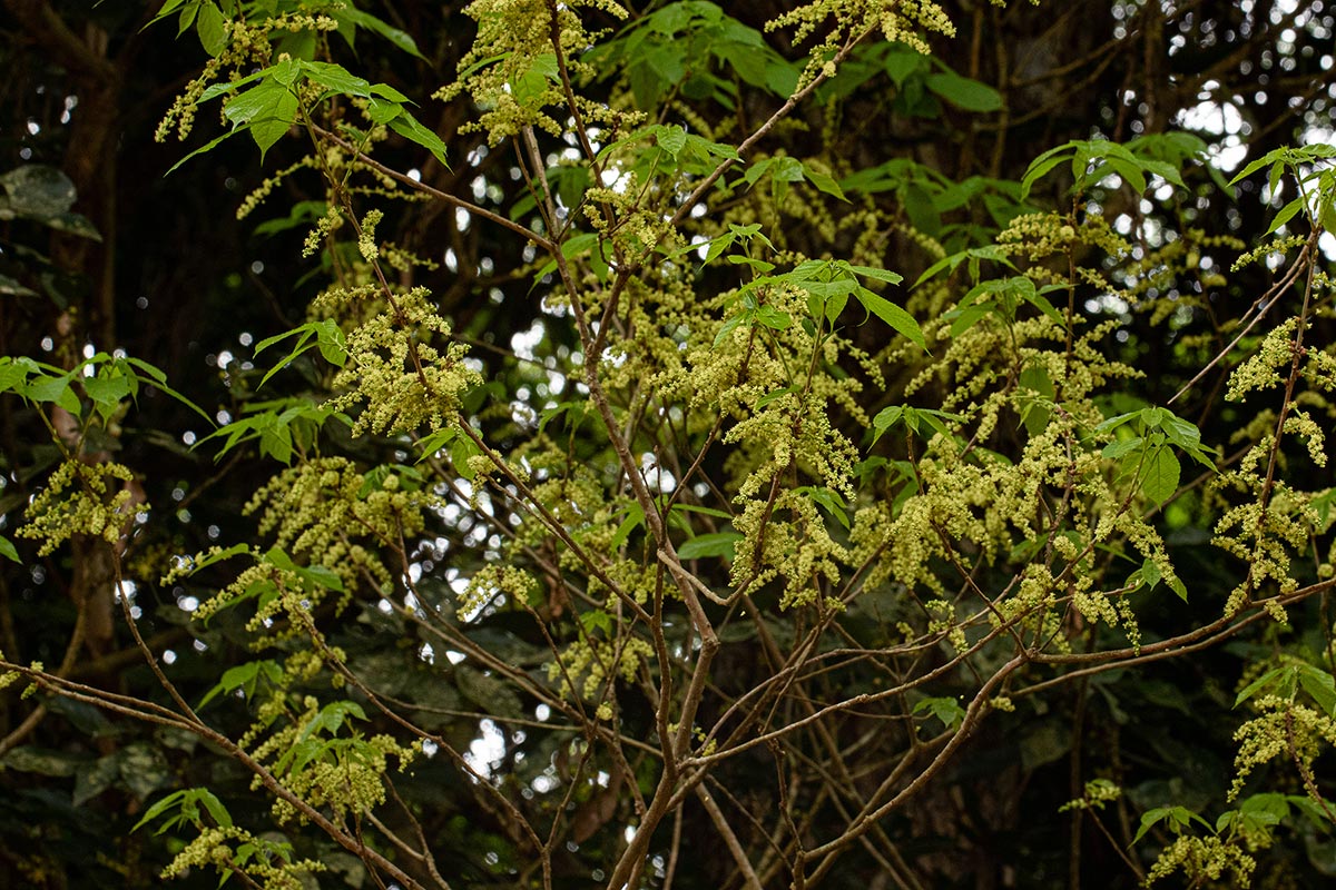Alchornea laxiflora