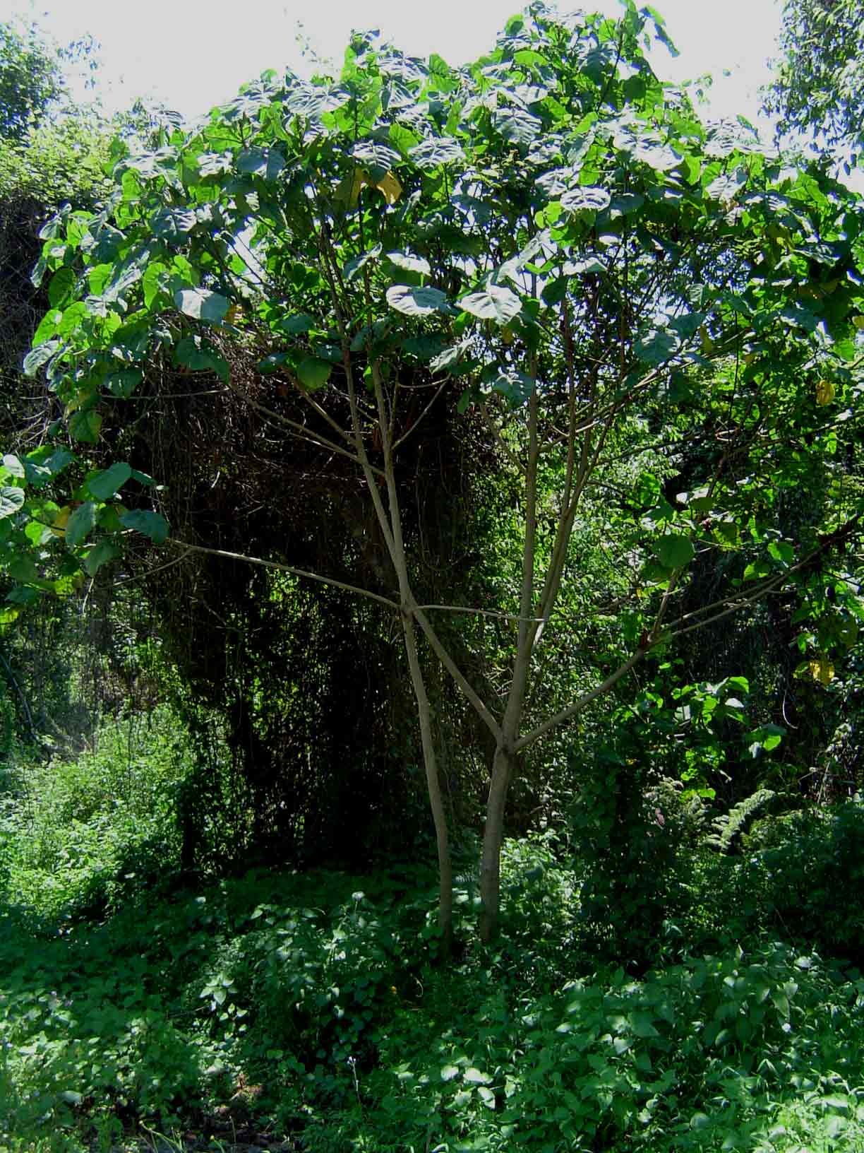 Neoboutonia macrocalyx