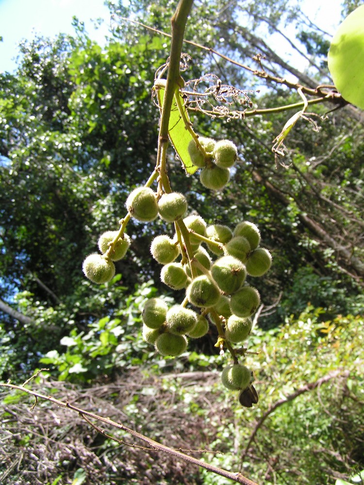 Neoboutonia macrocalyx