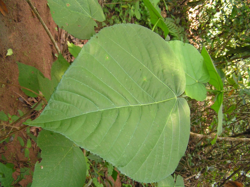 Neoboutonia macrocalyx