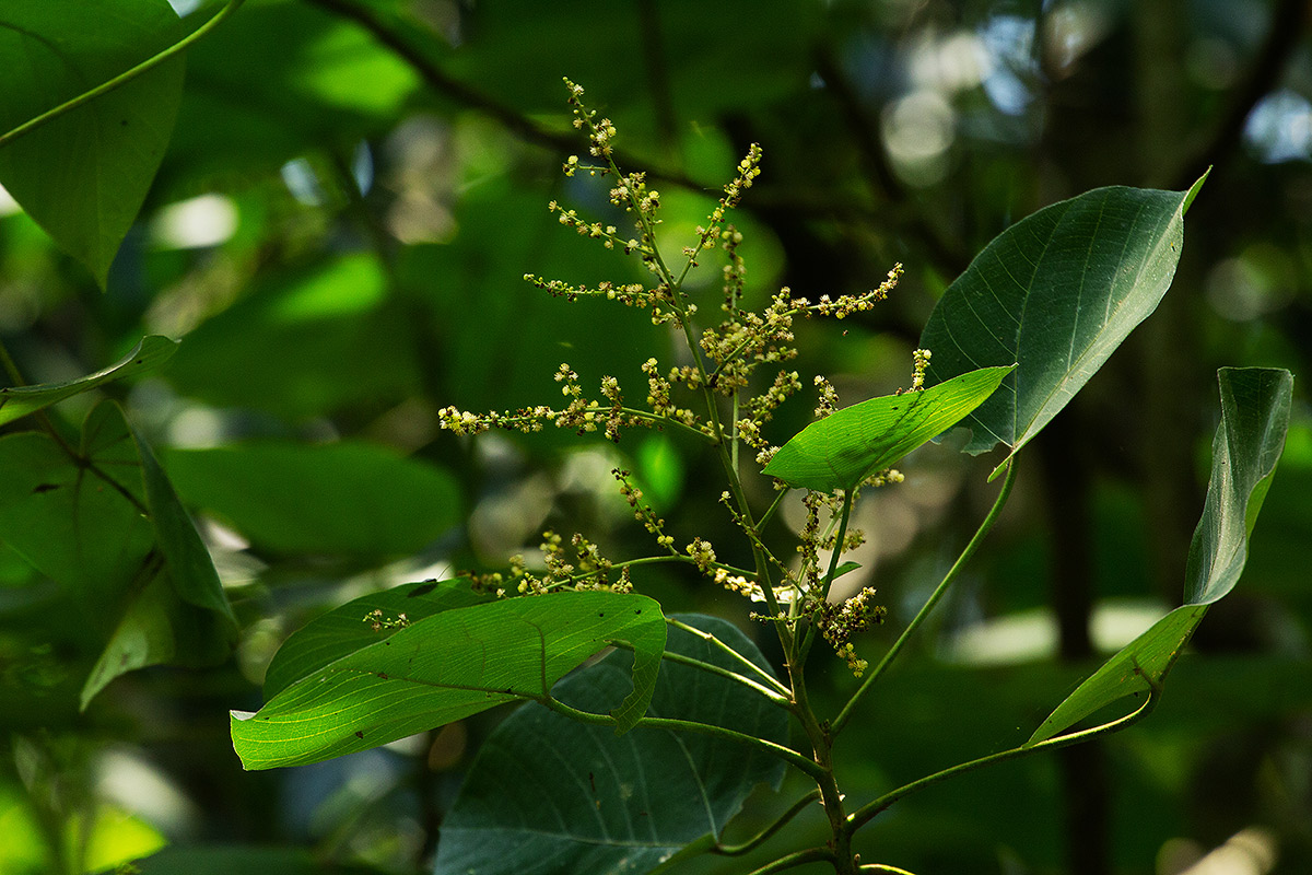 Neoboutonia macrocalyx
