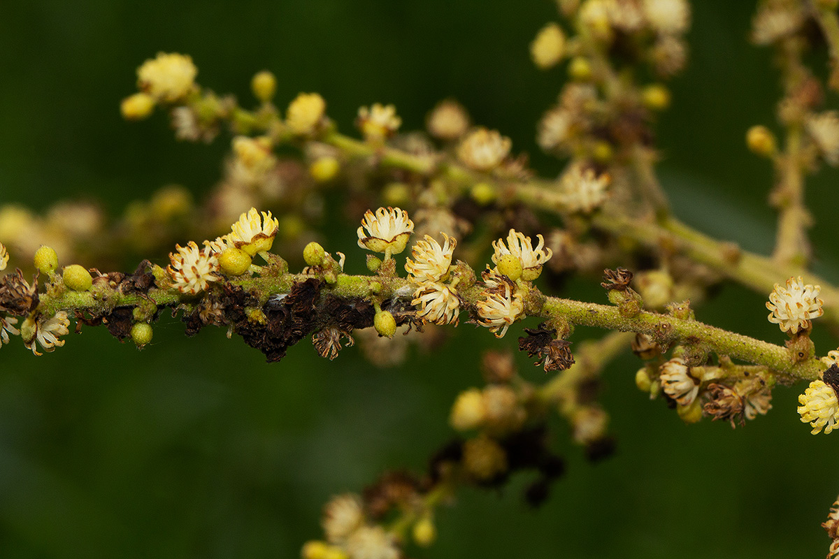 Neoboutonia macrocalyx